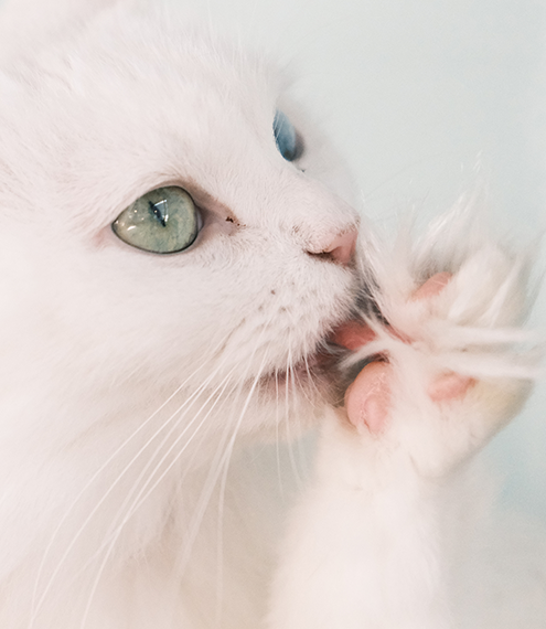 glándulas sudoríparas en gatos
